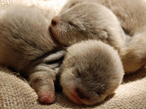 bébé loutre qui dort