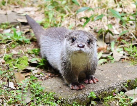 Fond Bébé Loutre Dans Un Tas De Feuilles Fond, Photos De Bébé