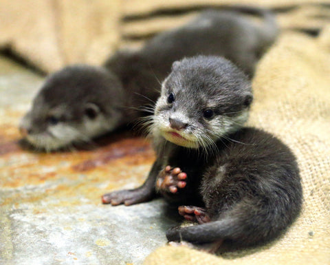 Un bébé loutre dort sur le ventre de sa mère - Vidéo Dailymotion