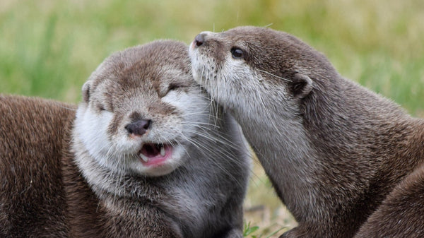 deux loutres marrons et blanches amoureuses dans la nature