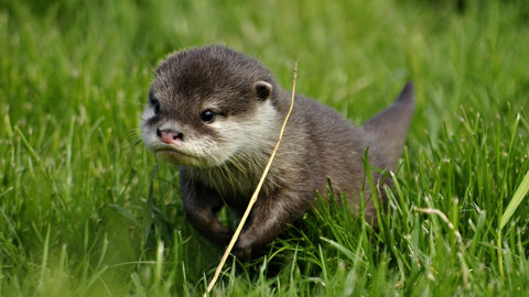 Loutre mignonne de bébé