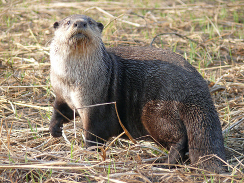 loutre a joues blanches