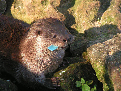 loutre a longue queue