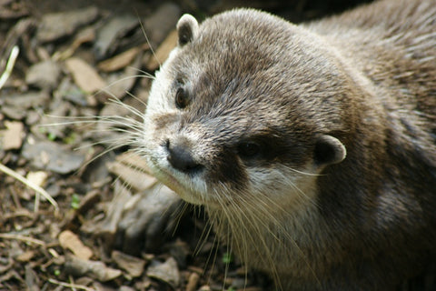 loutre cendrée