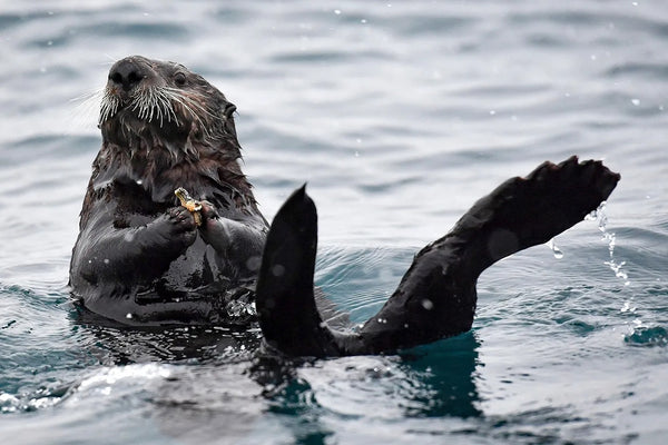 loutre de mer grise qui nage sur le dos