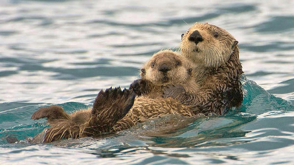 maman loutre et bébé loutron emblématique sur le dos dans l'océan