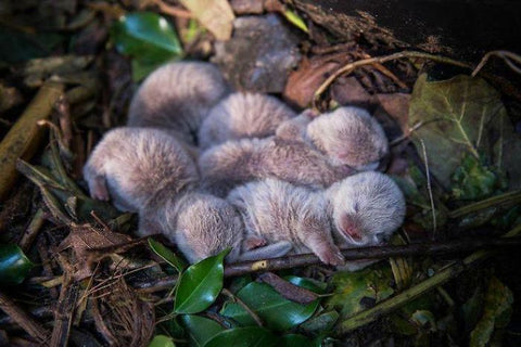 L'image de la semaine : une loutre se laisse couler sur les flots en  cajolant son bébé tout juste né