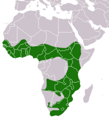 répartition des loutres à joues blanches en Afrique