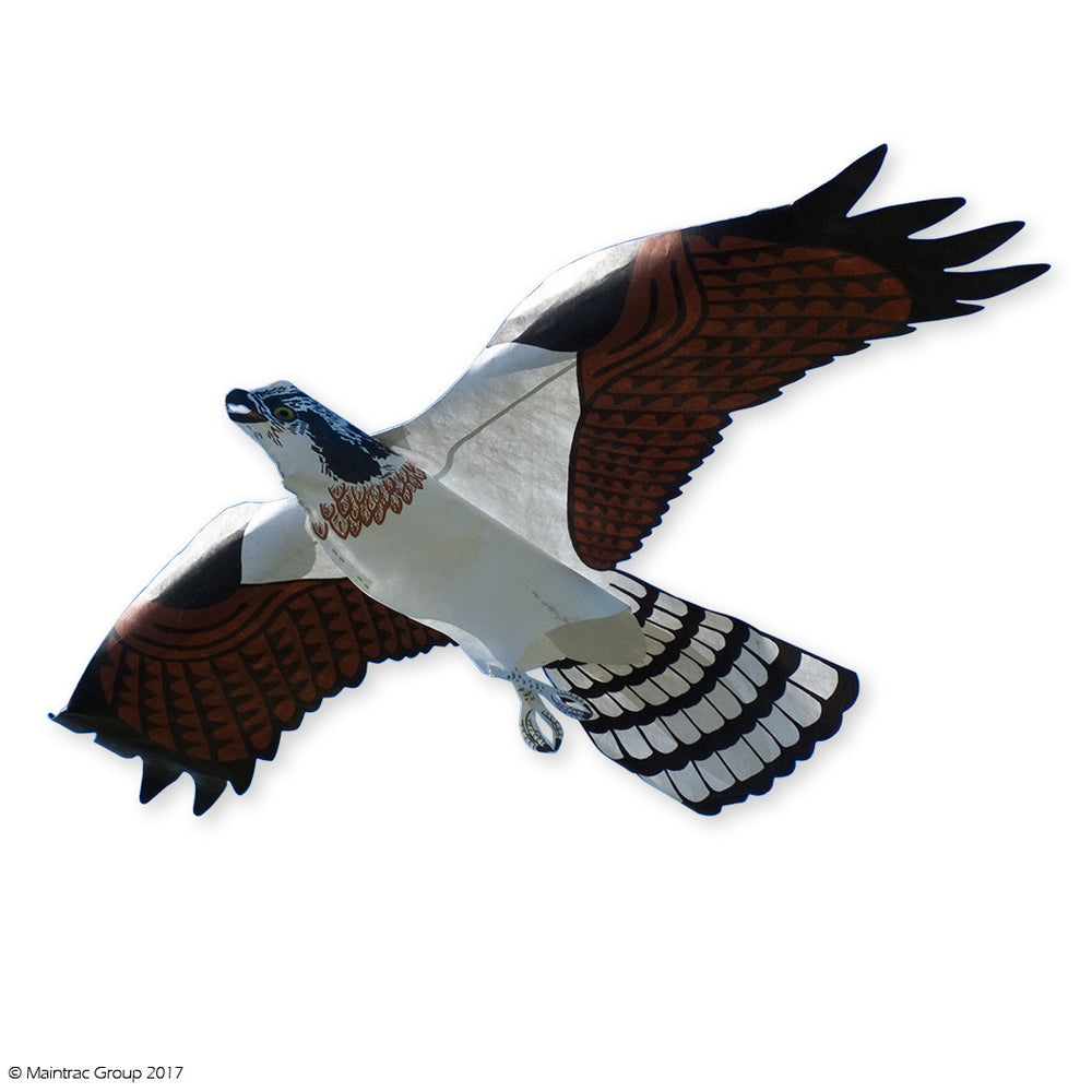 osprey predators