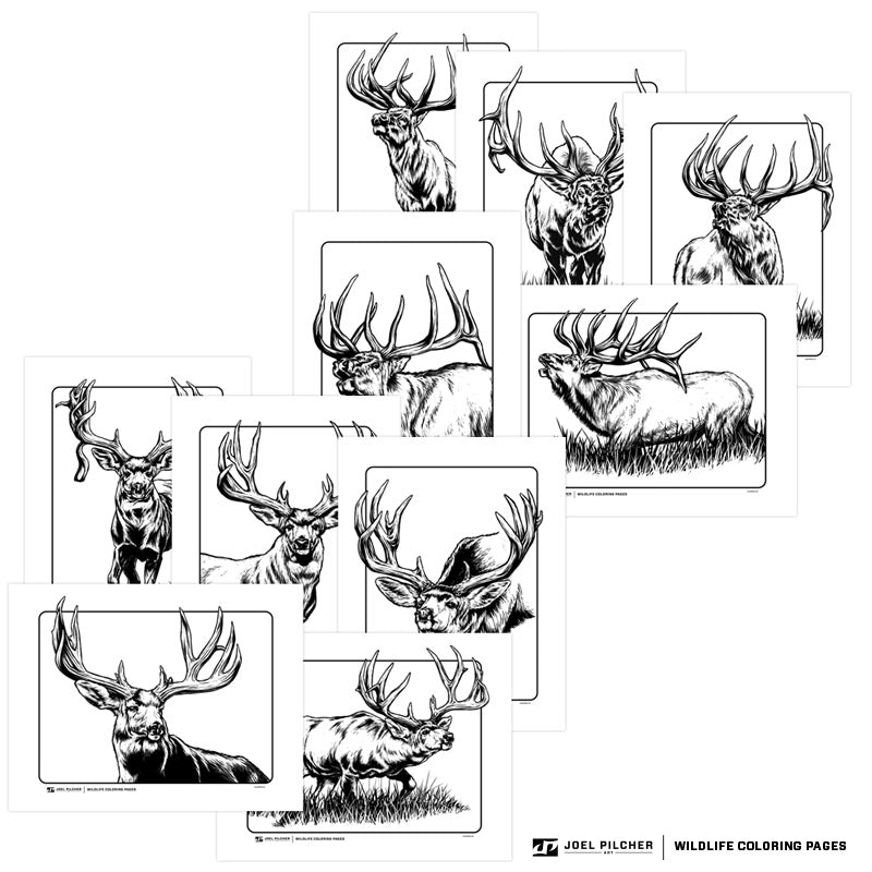 Wildlife Coloring Pages - Elk and Mule Deer – Joel Pilcher Art