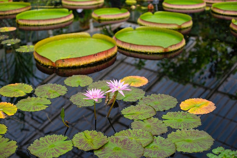 maintain your water feature so pond flowers can breath