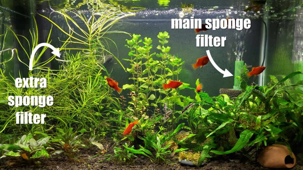 use of two sponge filters to keep quarantine tank cycled