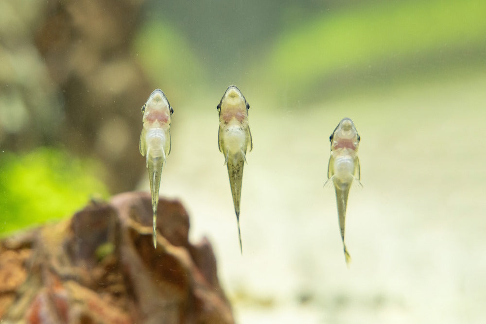 3 otocinclus with rounded bellies