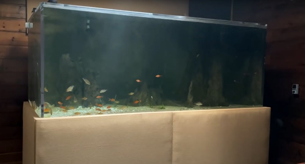 800-gallon aquarium with no power