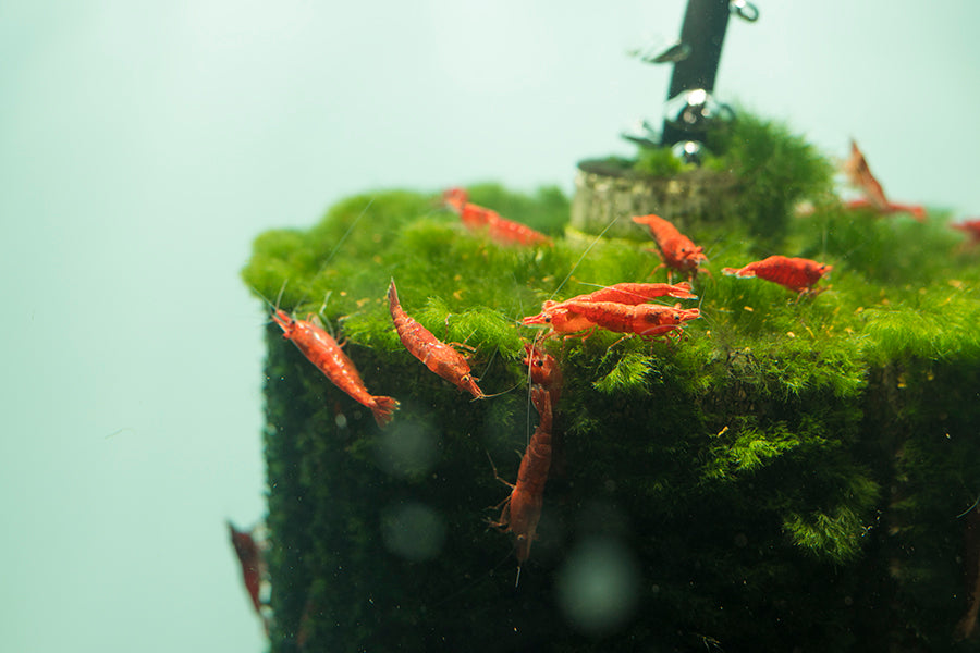 Aquarium Coop Cherry Shrimp