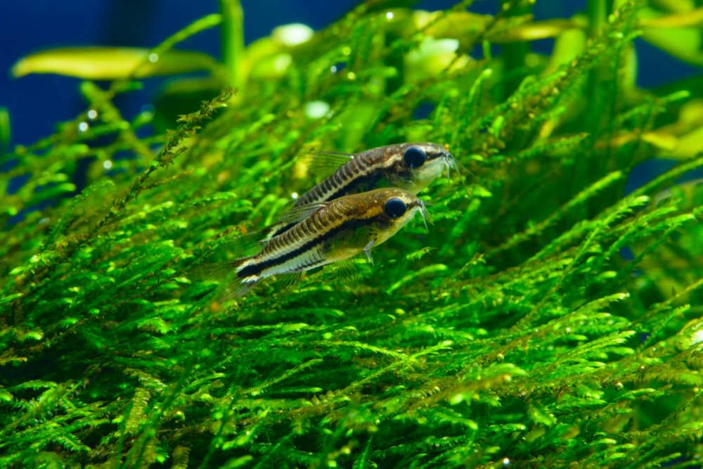 A pair of pygmy corys lying on a bed of java moss