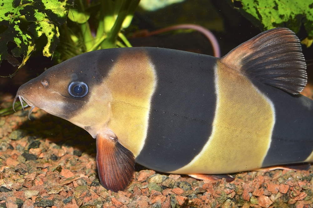 Adult clown loach