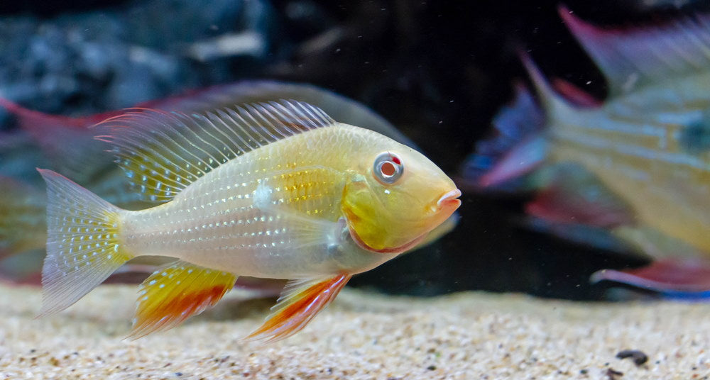 Albino Threadfin Acara (Acarichthys heckelii)