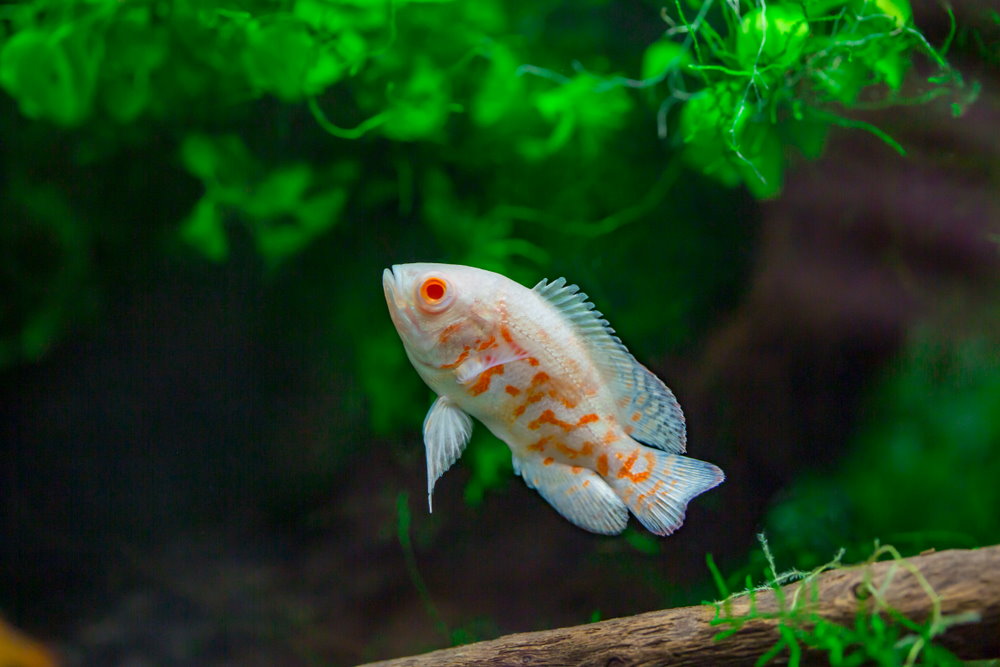 Albino Tiger Oscar - Astronotus ocellatus