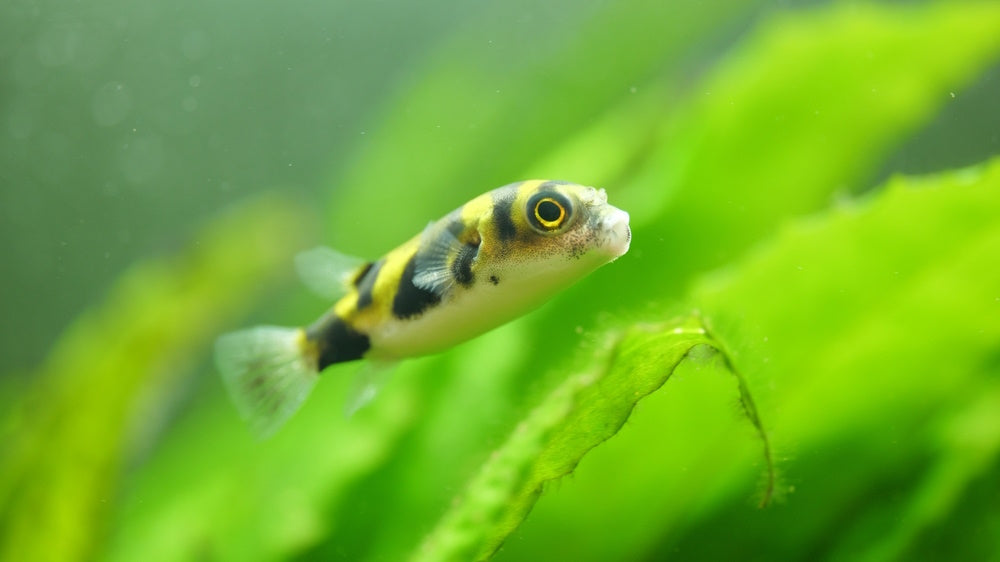 Amazon puffer