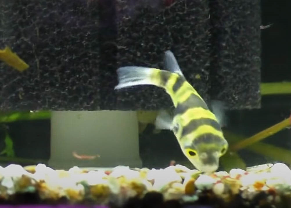 Amazon puffer examining the gravel