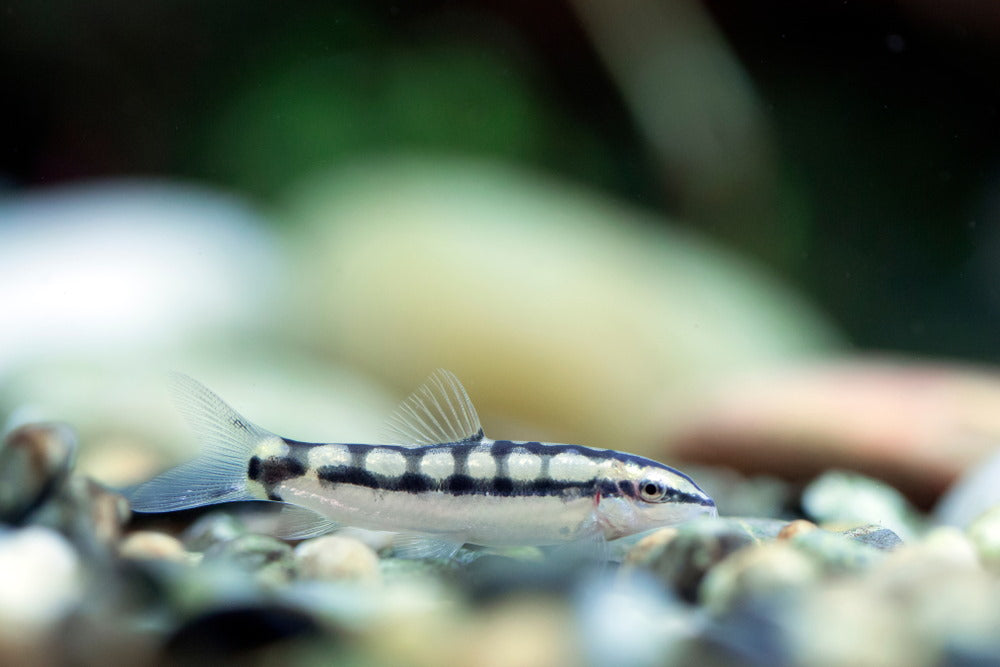 Ambastaia sidthimunki (dwarf chain loach)