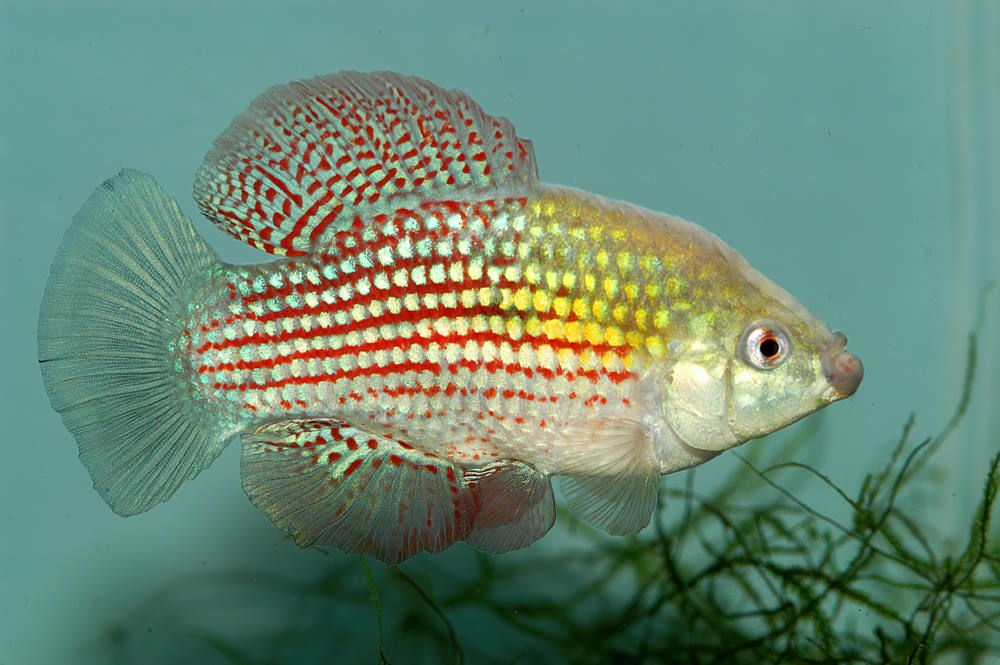 American flagfish (Jordanella floridae)