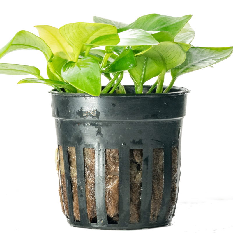 Best Soil For Indoor Plants (DIY Guide) - Growfully