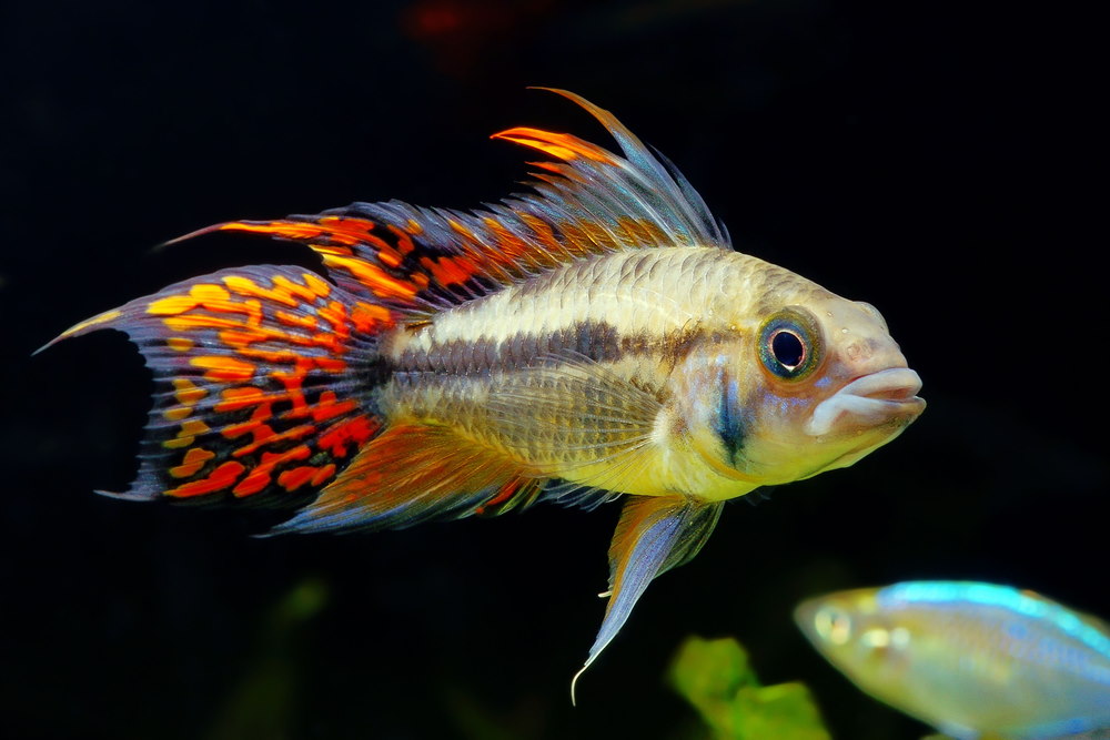 Top 10 Freshwater Fish for a 10-Gallon Aquarium