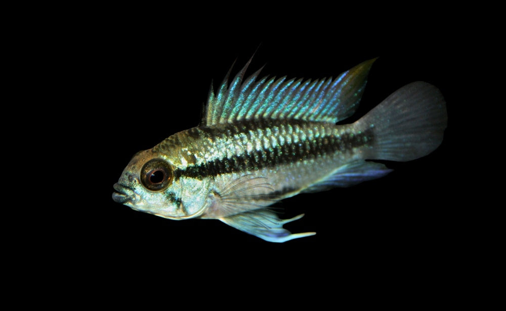 Apistogramma trifasciata