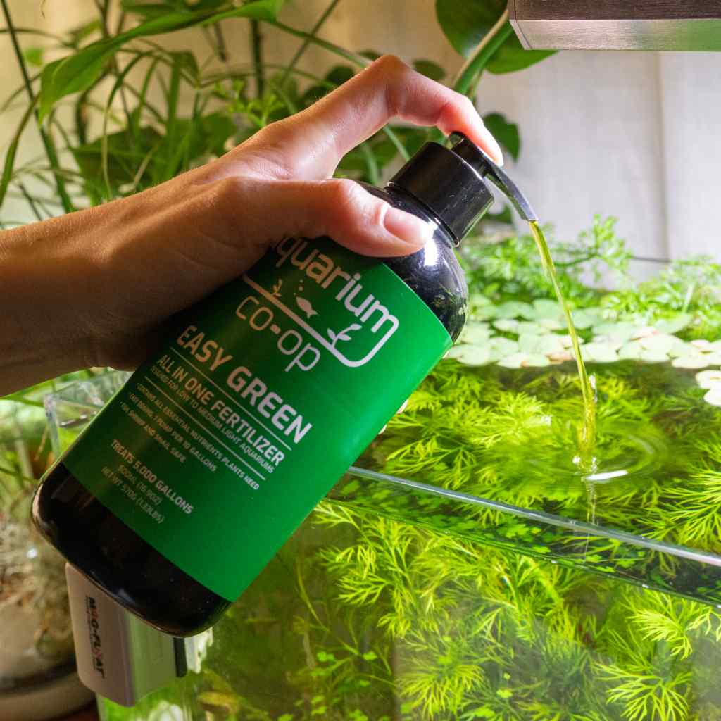 Quick Guide: How to Plant Live Aquarium Plants in Freshwater Tanks –  Aquarium Co-Op