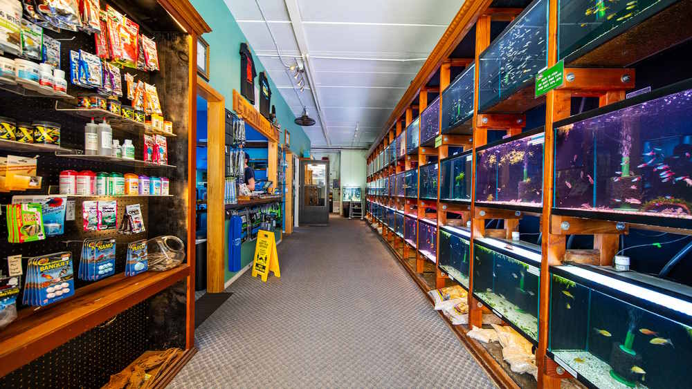 Aquarium Co-Op fish store - interior