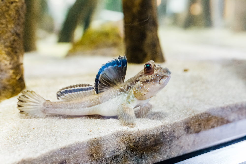 Atlantic mudskipper