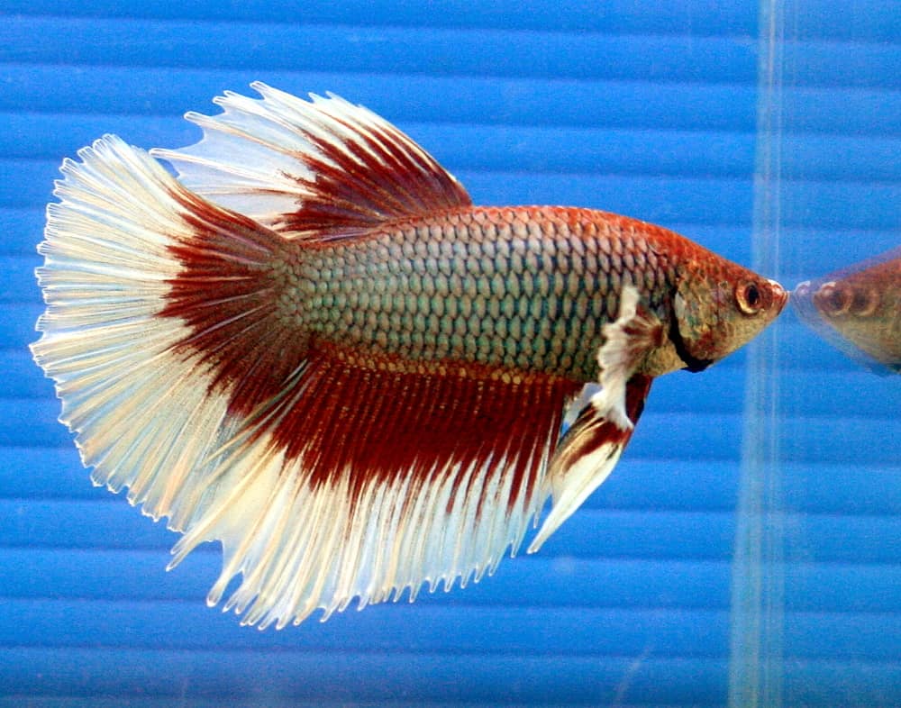 Red and white halfmoon male betta fish