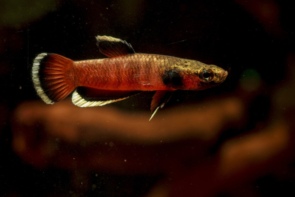 Betta albimarginata