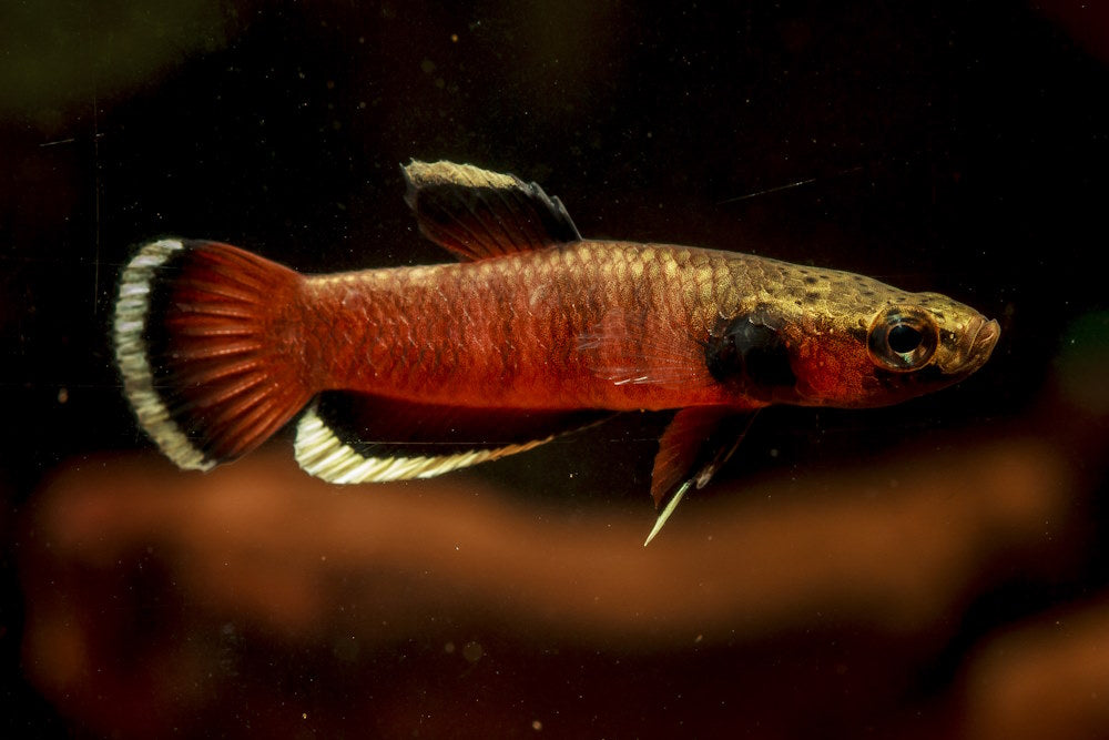 Betta albimarginata