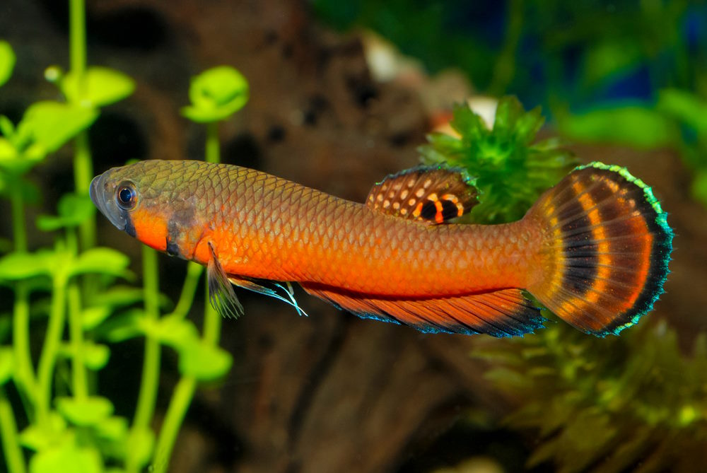 Betta macrostoma