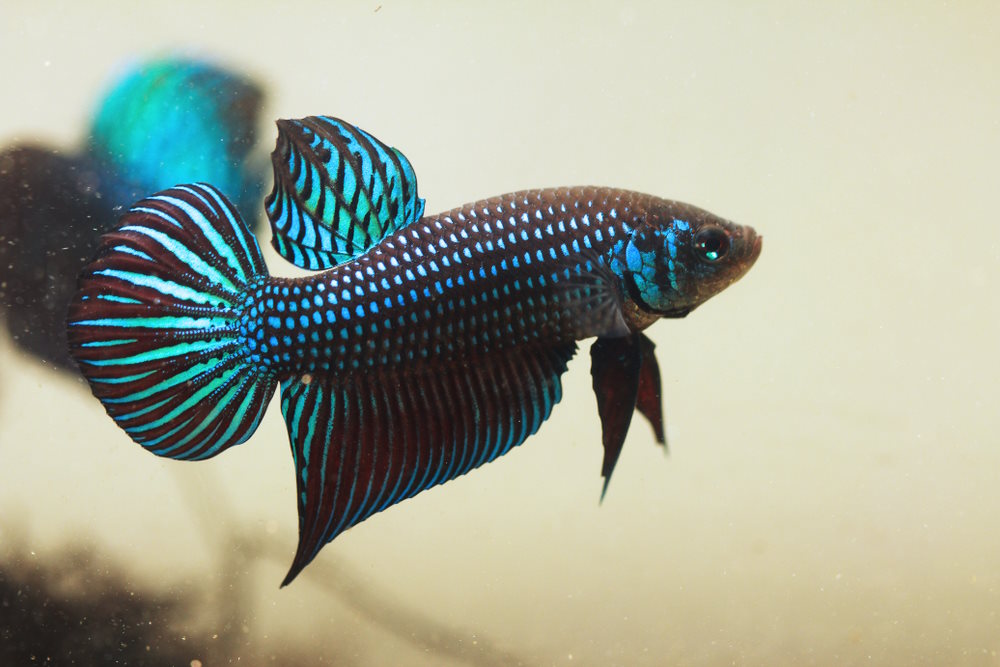 Betta mahachaiensis