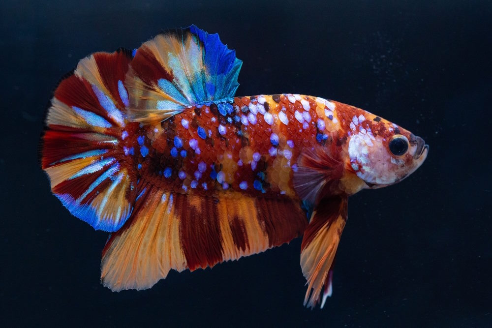 Fighter fish with beatiful colors