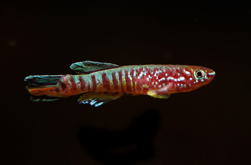 Blue Gularis killifish (Fundulopanchax sjoestedi)