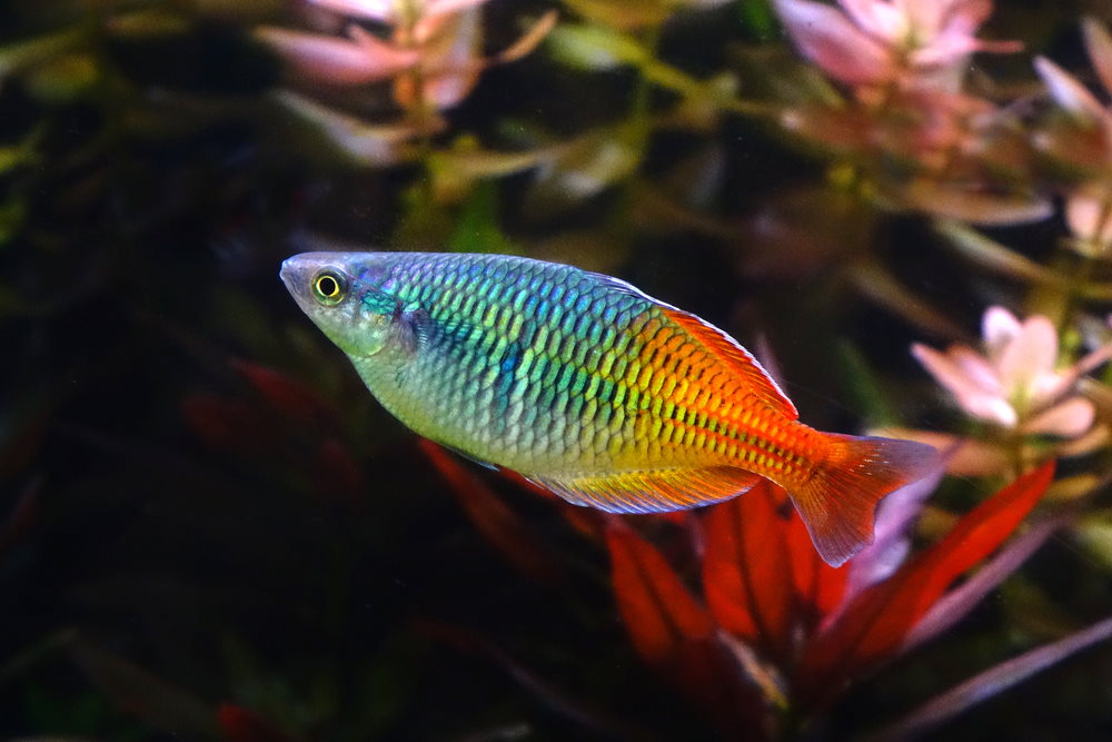 Boesemani rainbowfish