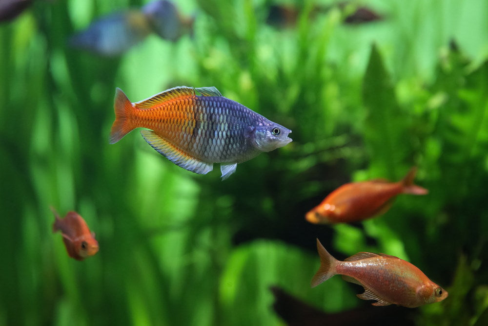 Boesemani rainbowfish in planted community tank