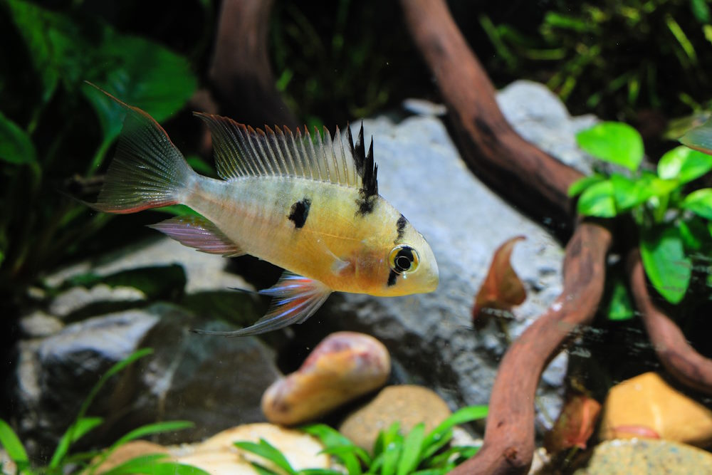 Bolivian ram