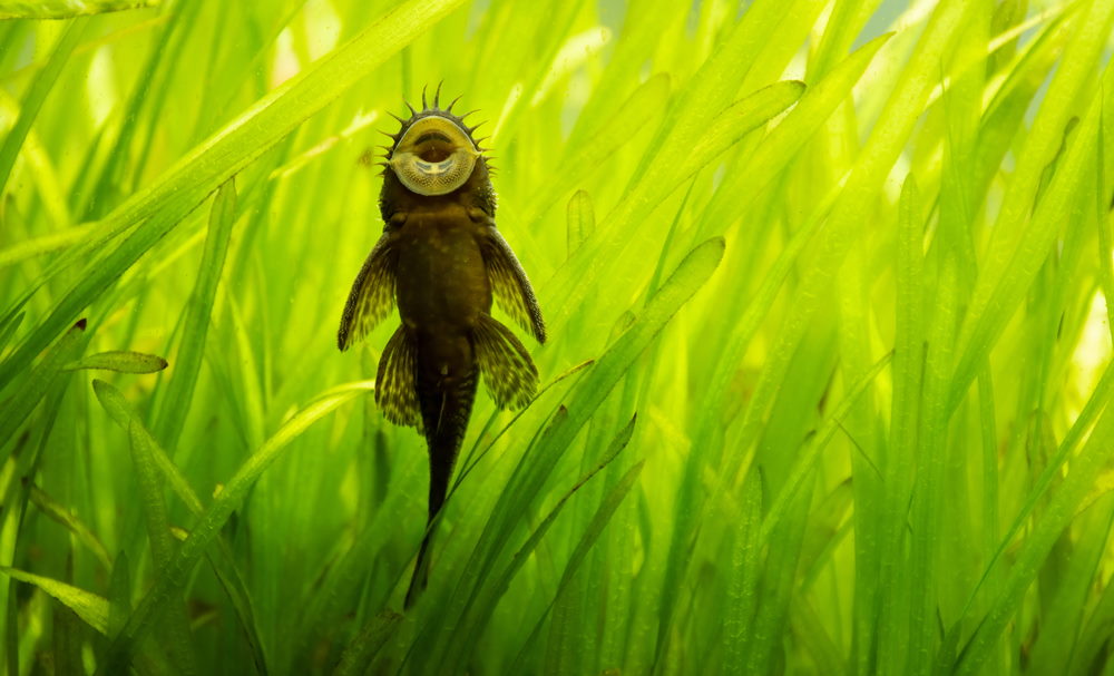 Bristlenose pleco in planted aquarium