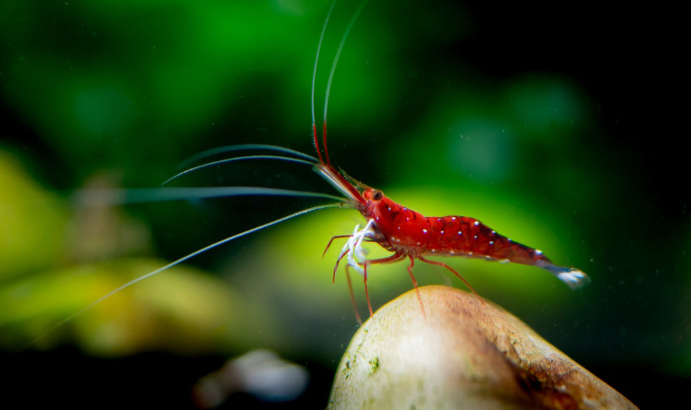 Cardinal Sulawesi Shrimp