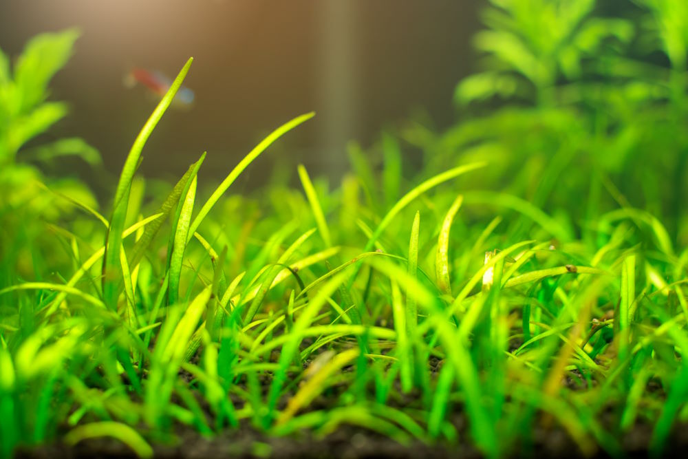 Carpeting plant receiving bright, direct sunlight