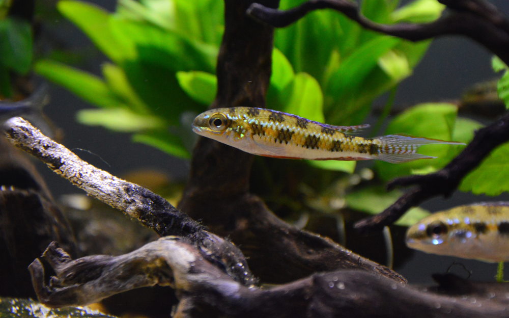 Checkerboard cichlid (Dicrossus filamentosus)