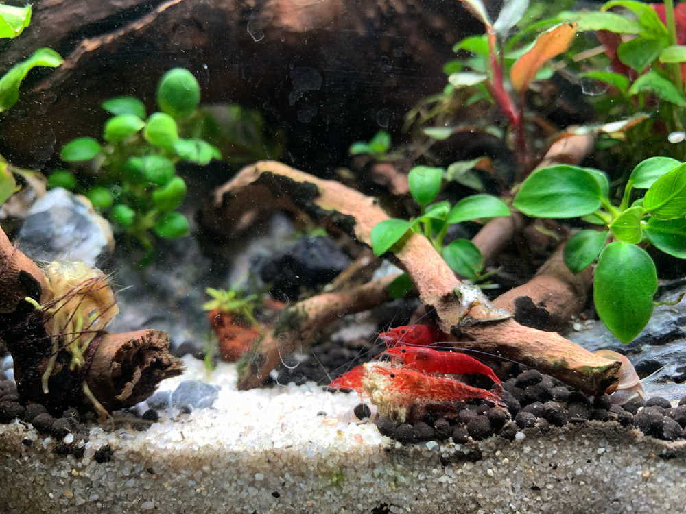 Ornamental dwarf shrimp with anubias nana petite