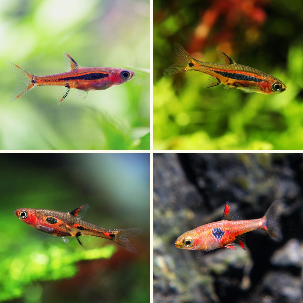 Chili, exclamation point, strawberry, phoenix rasbora