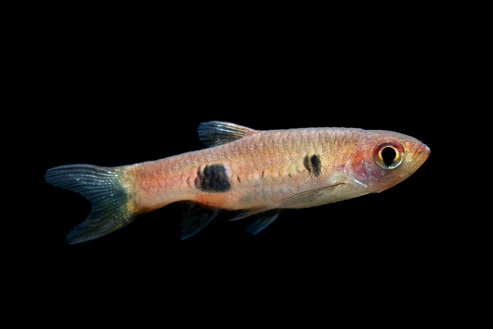 Rasbora kalochroma